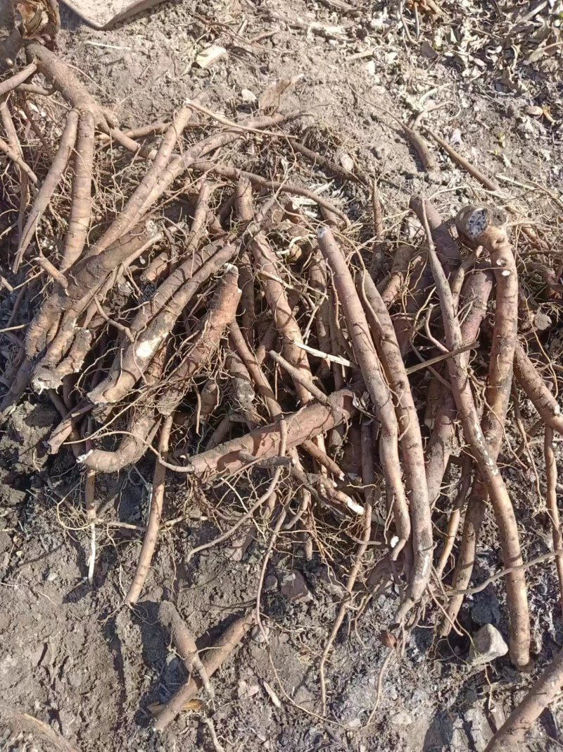 中药材合作社专营原产地大货直销原产地直供