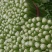 山东聊城西芹芹菜新鲜蔬菜产地直发运输便利价格实惠欢迎选购