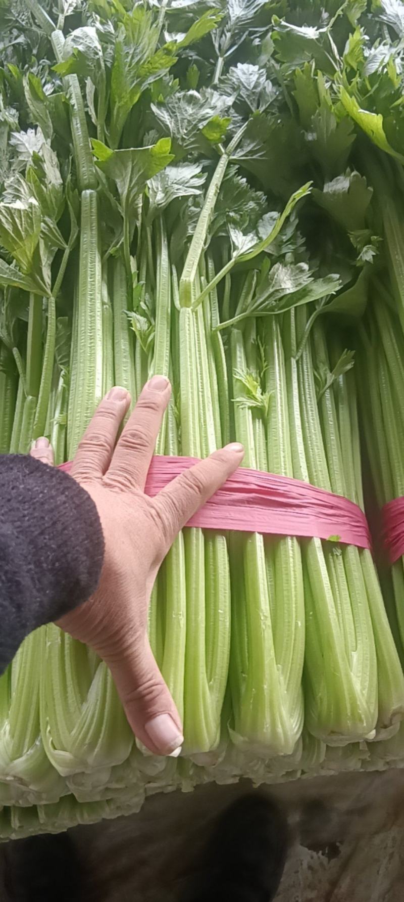 山东聊城西芹芹菜新鲜蔬菜产地直发运输便利价格实惠欢迎选购