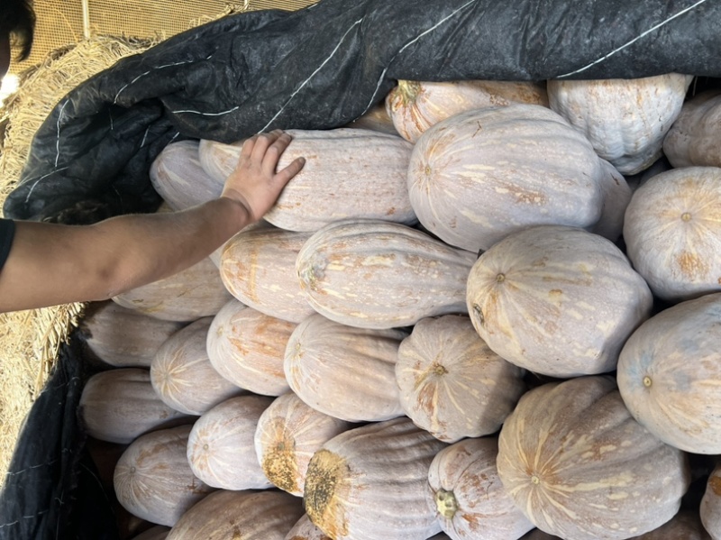 精品南瓜大量有货，市场工厂电商都有，欢迎各大平台对接，，