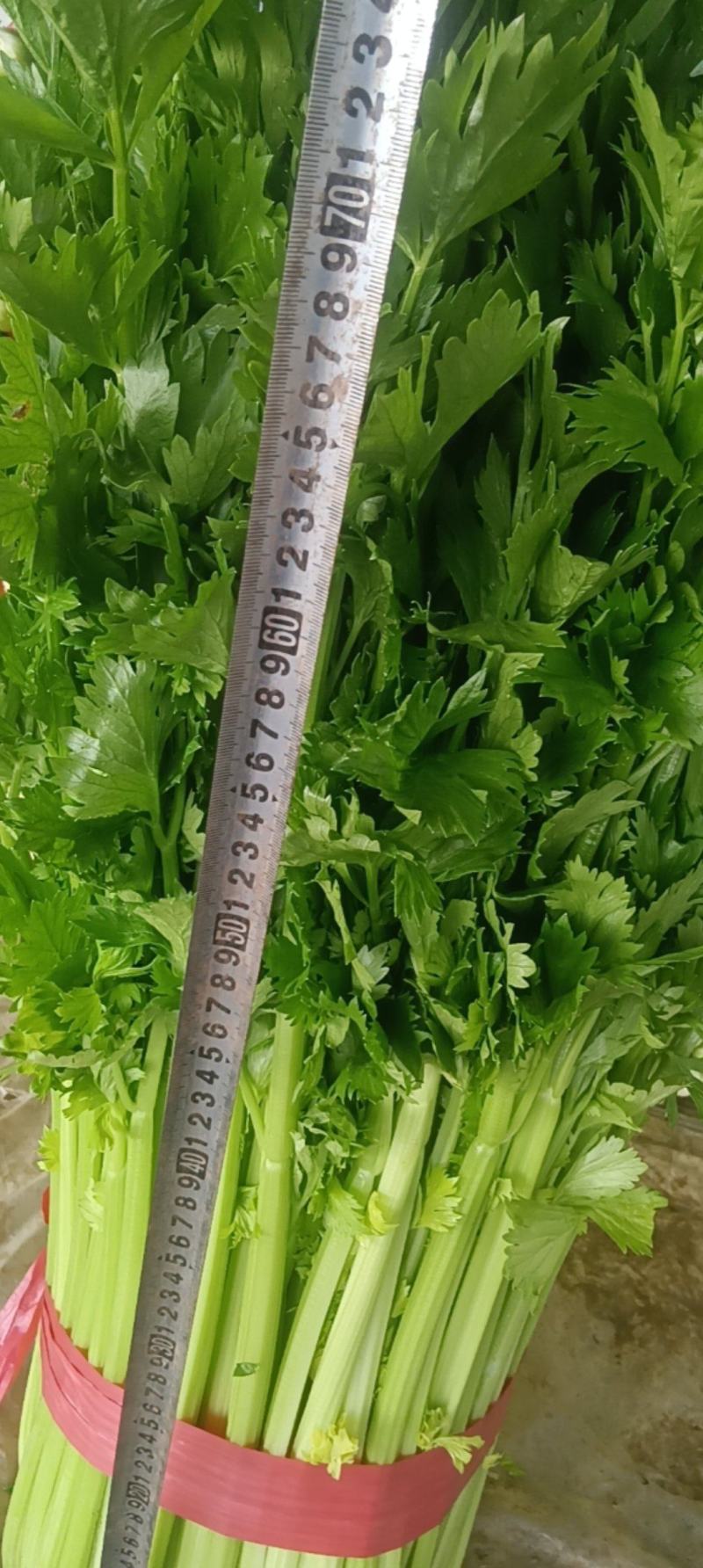 山东聊城西芹芹菜新鲜蔬菜产地直发运输便利价格实惠欢迎选购