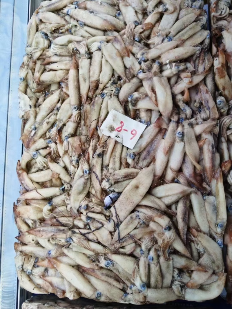 40斤小墨鱼20斤深海小鱿鱼