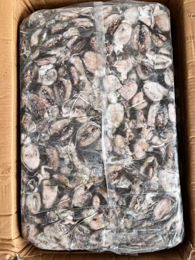 40斤小墨鱼20斤深海小鱿鱼