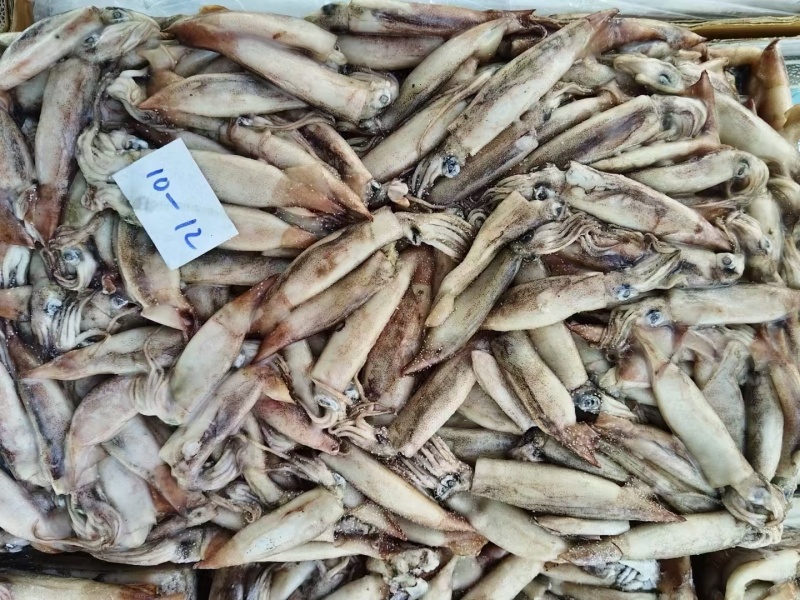 40斤小墨鱼20斤深海小鱿鱼