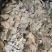 香叶足干货，包邮到家货物整装不碎提香去腥卤肉炖肉必备