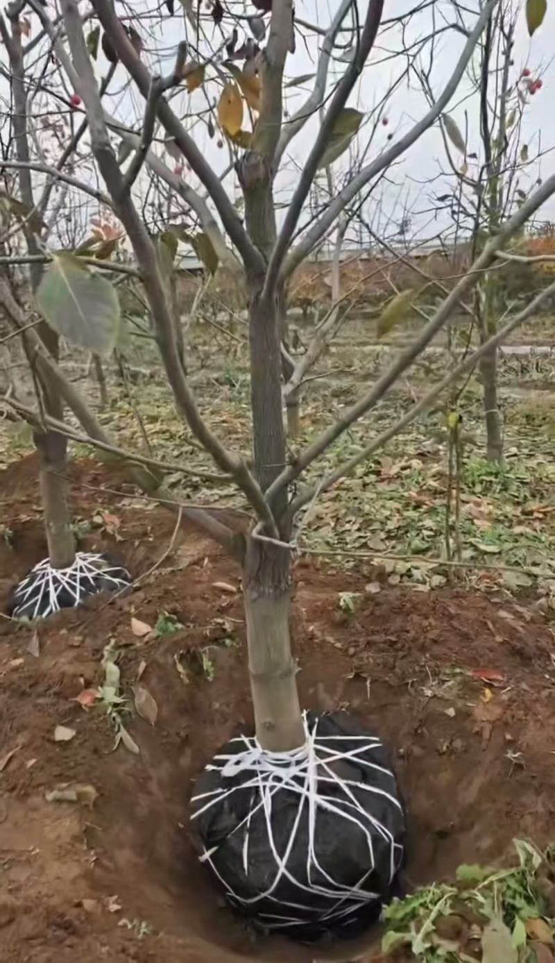 柿子树