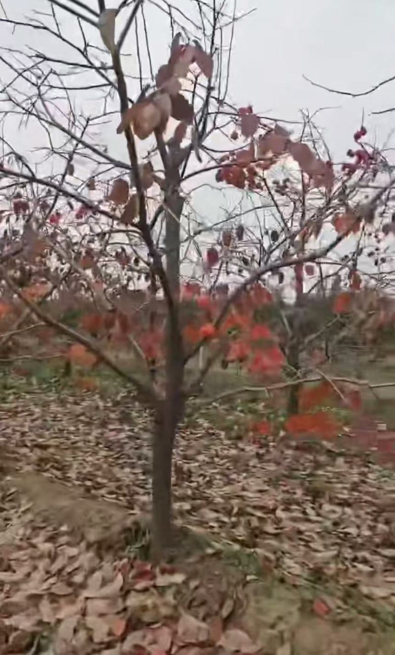 柿子树