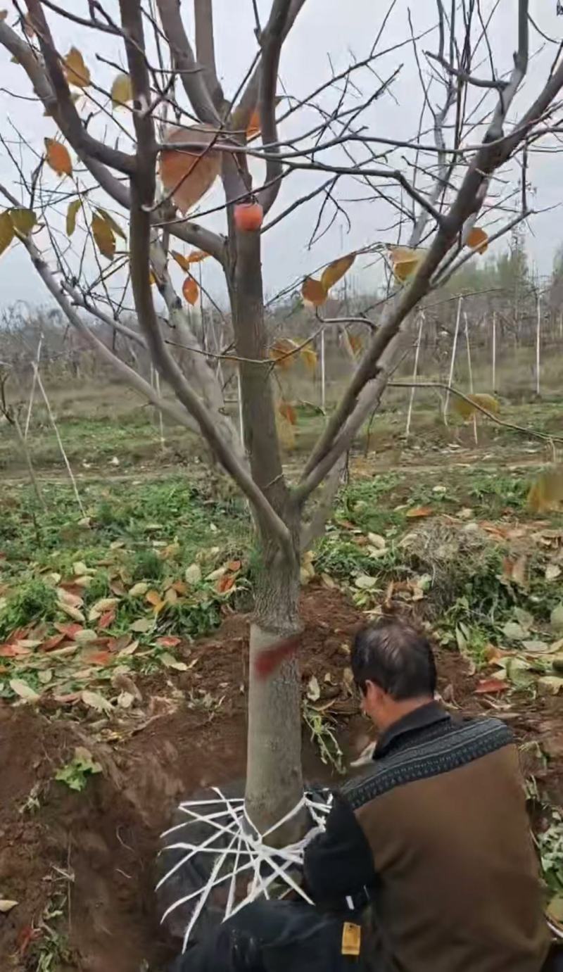 柿子树