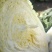 精品黄心大白菜。