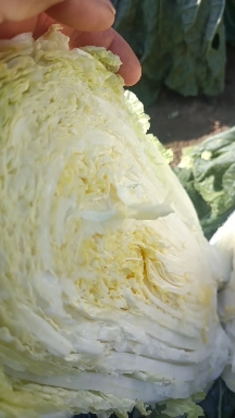 精品黄心大白菜。
