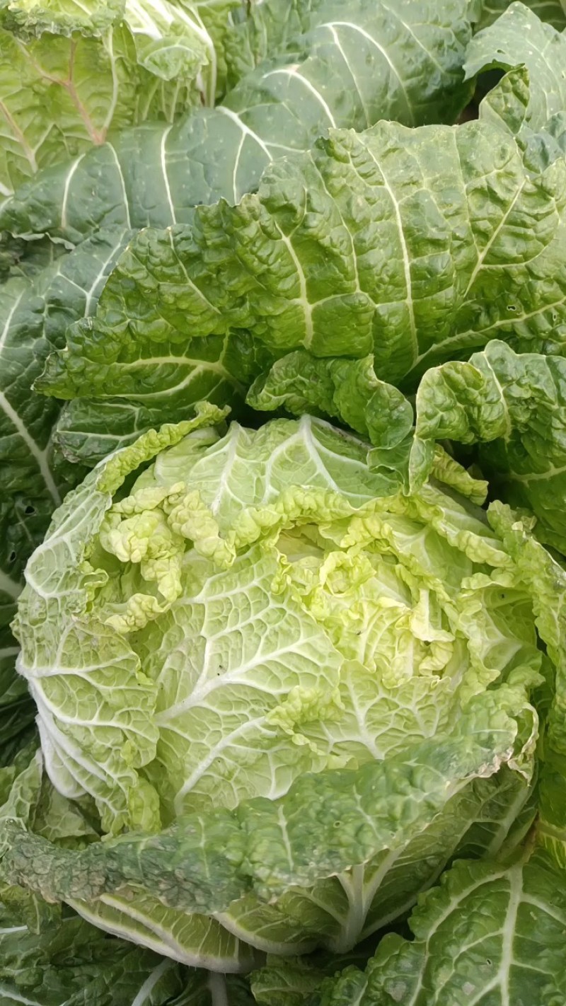 精品黄心大白菜。