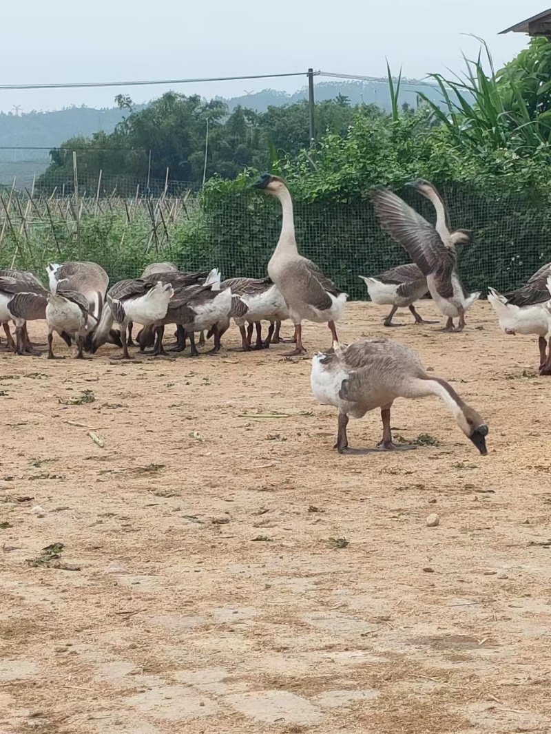 马冈鹅苗