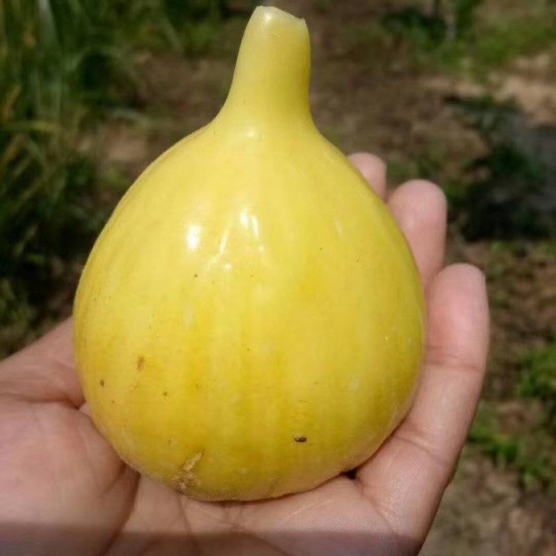 波姬红无花果苗青皮无花果苗地栽苗根系发达
