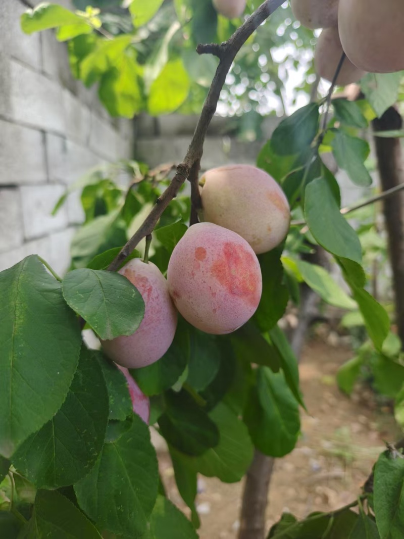 晚熟高产好管理的卯爷西梅苗基地不裂果果子大