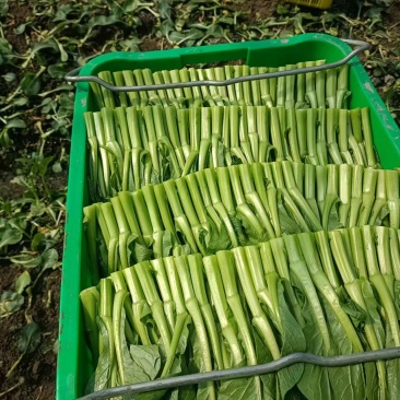 菜心有货。