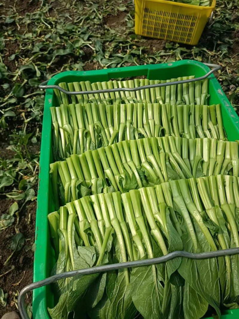 菜心有货。