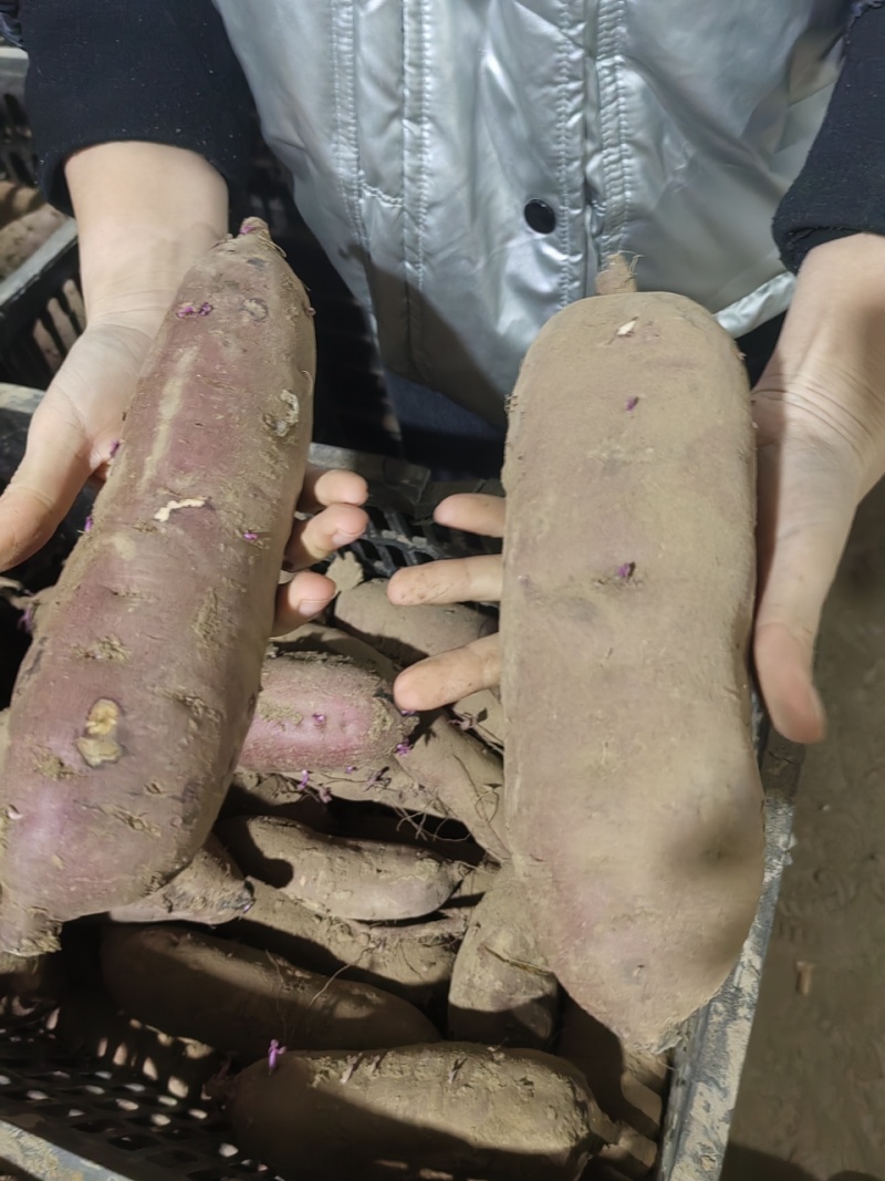 大量糖化好的红瑶，丝滑，品质口感没得挑，欢迎咨询