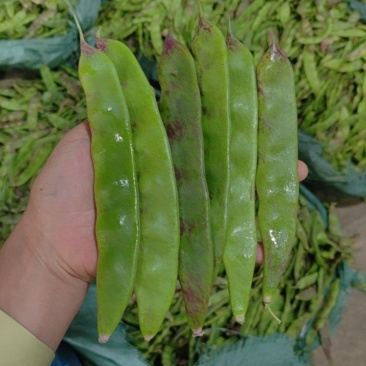 油豆，一点红，九月青，要货提前联系