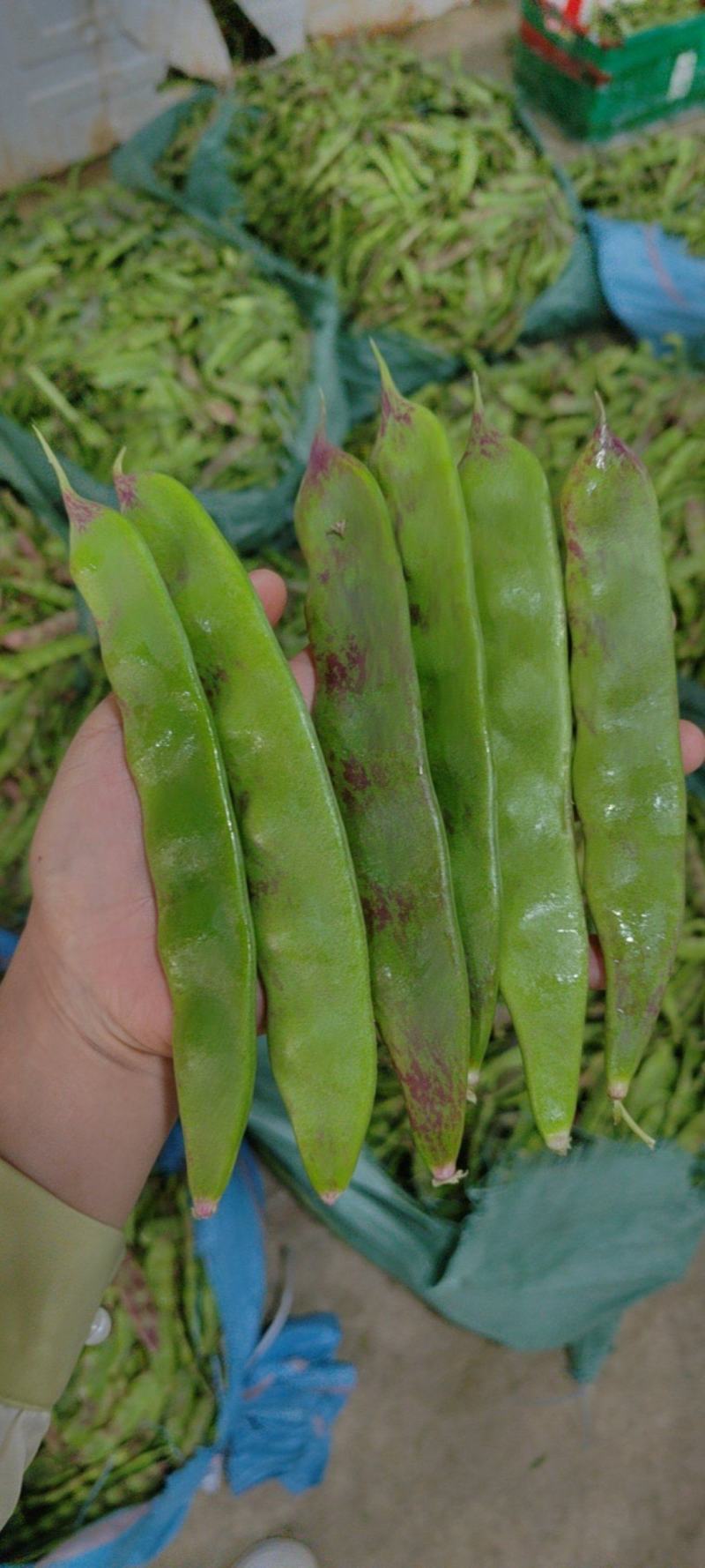 油豆，一点红，九月青，要货提前联系