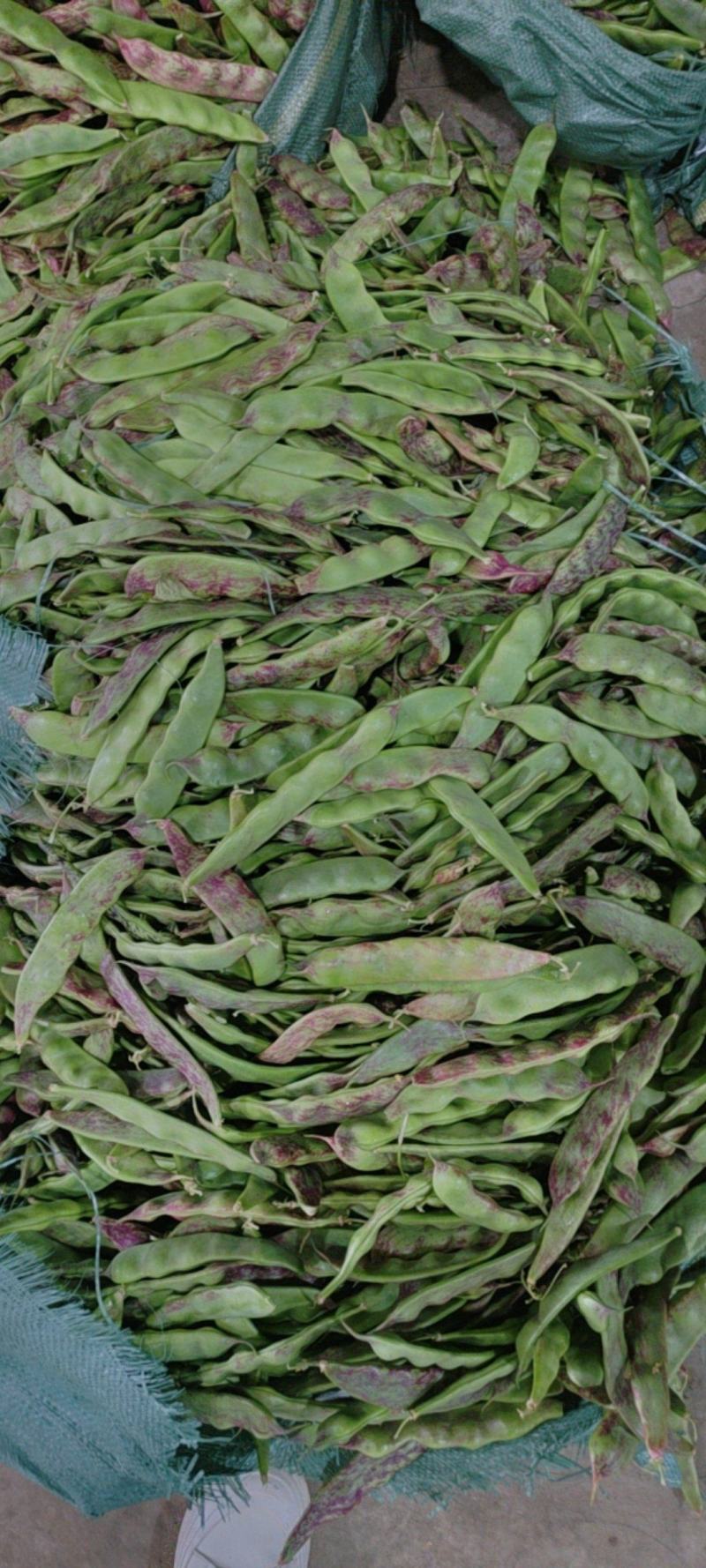 油豆，一点红，九月青，要货提前联系