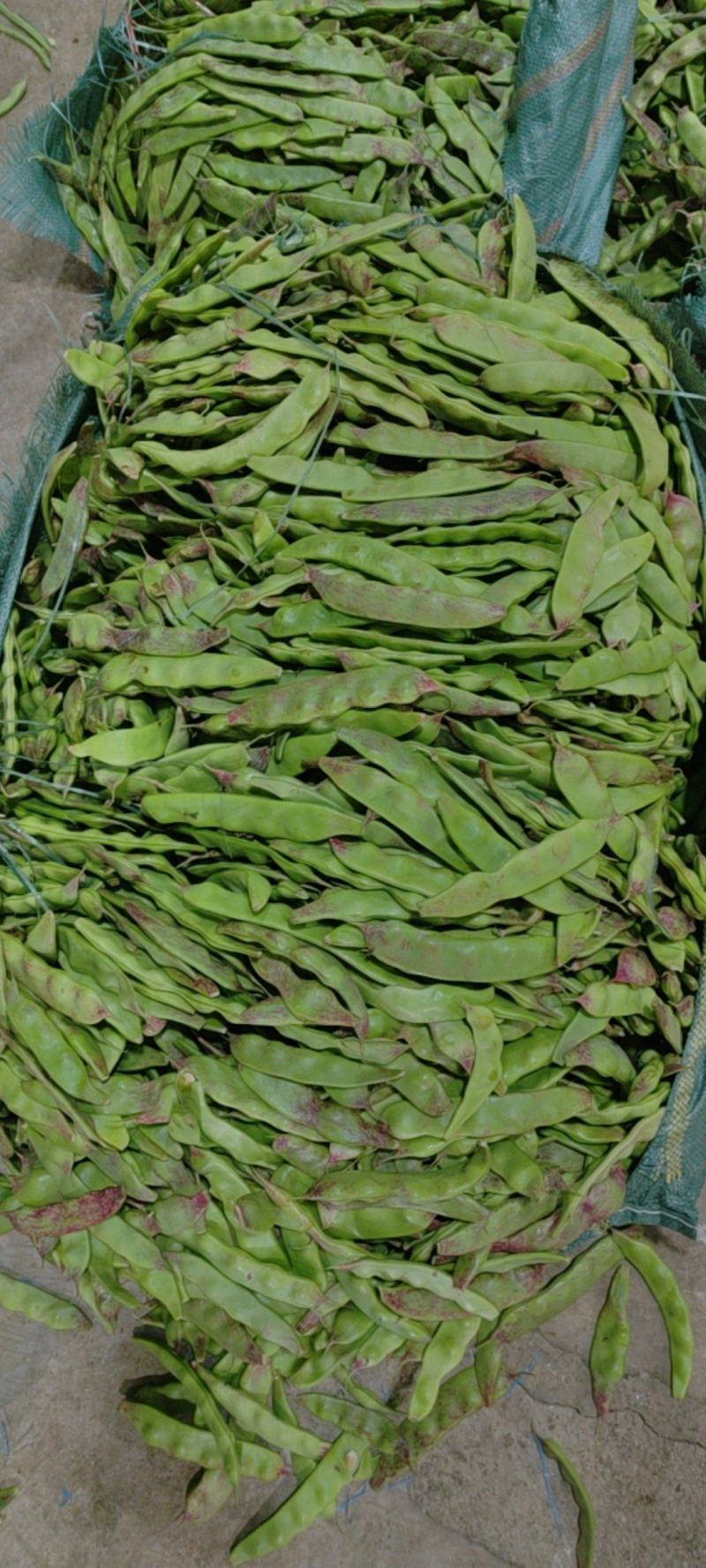 油豆，一点红，九月青，要货提前联系