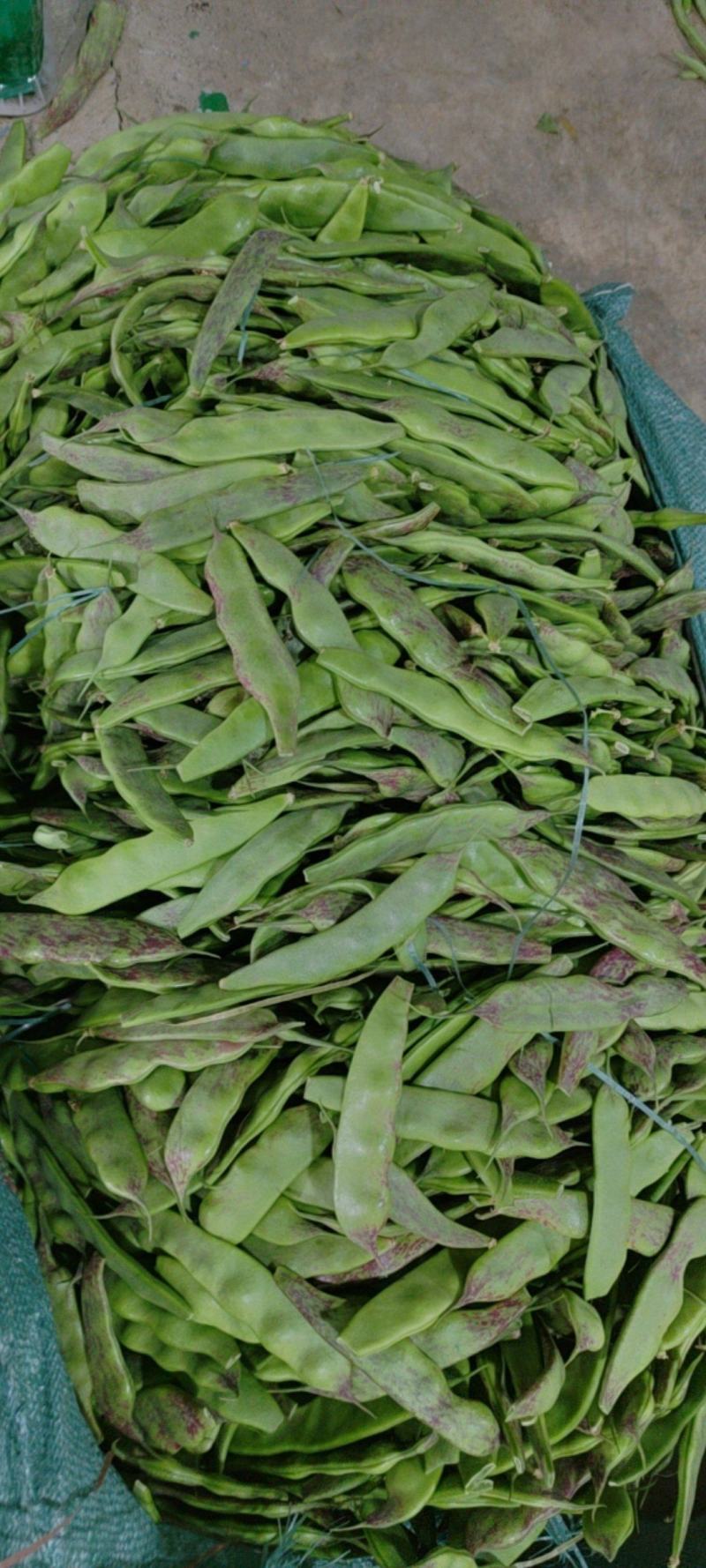 油豆，一点红，九月青，要货提前联系