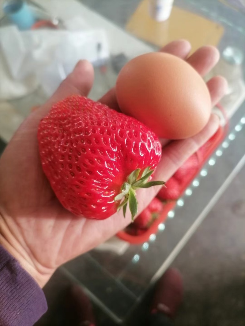 章姬草莓苗批发妙香七号草莓苗好成活宁玉草莓苗