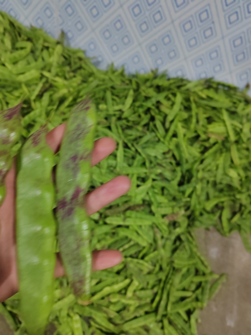 油豆，一点红，九月青，要货提前联系