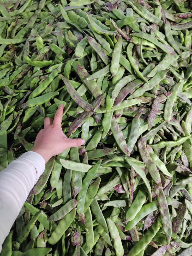 油豆，一点红，九月青，要货提前联系