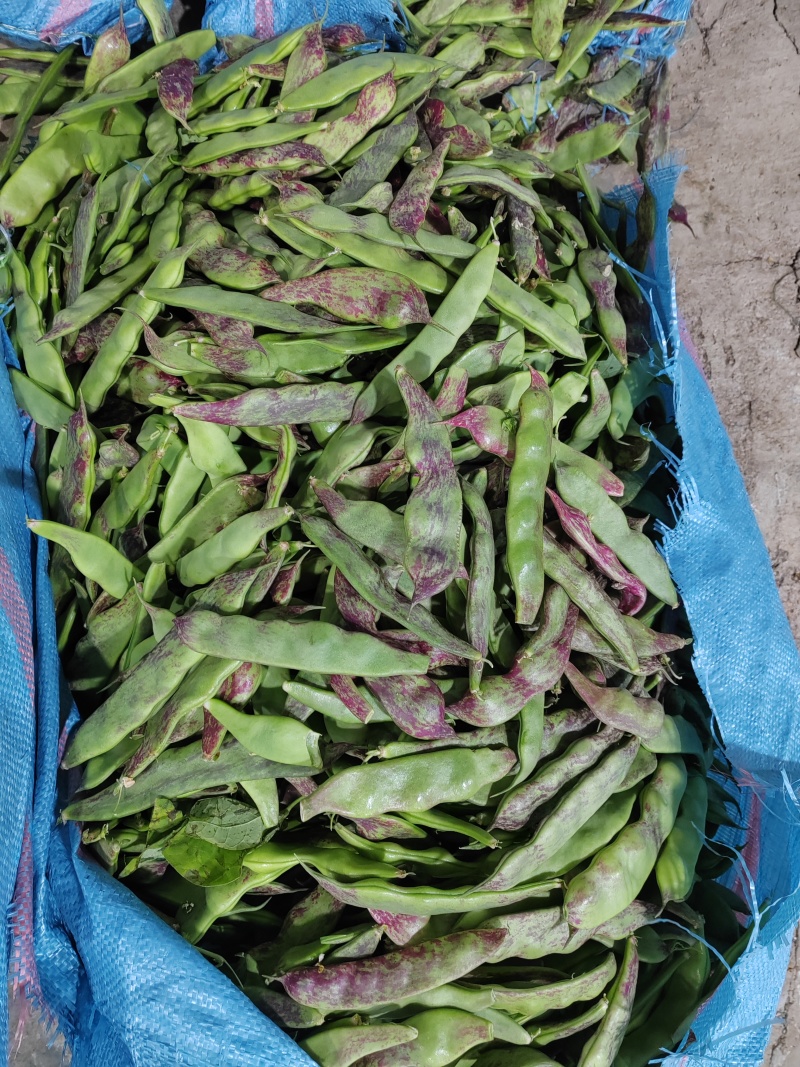 油豆，一点红，九月青，要货提前联系