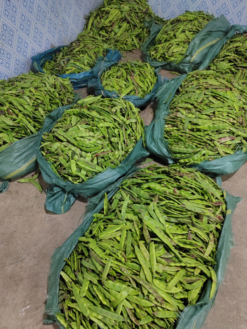油豆，一点红，九月青，要货提前联系