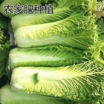 麻叶青白菜青麻叶宜昌青麻叶新鲜麻叶菜产地发货