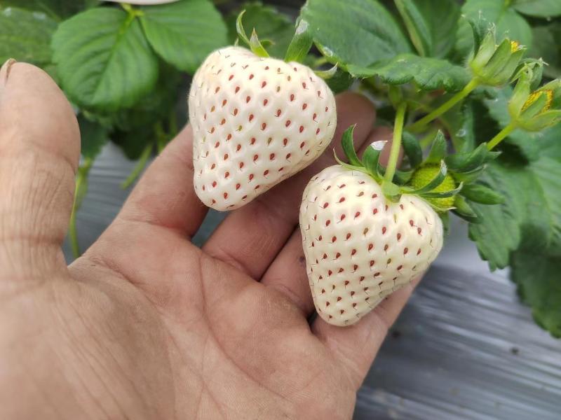 大叶红颜草莓苗种苗包品种包纯度隋珠香野草莓苗基地