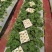 大叶红颜草莓苗种苗包品种包纯度隋珠香野草莓苗基地