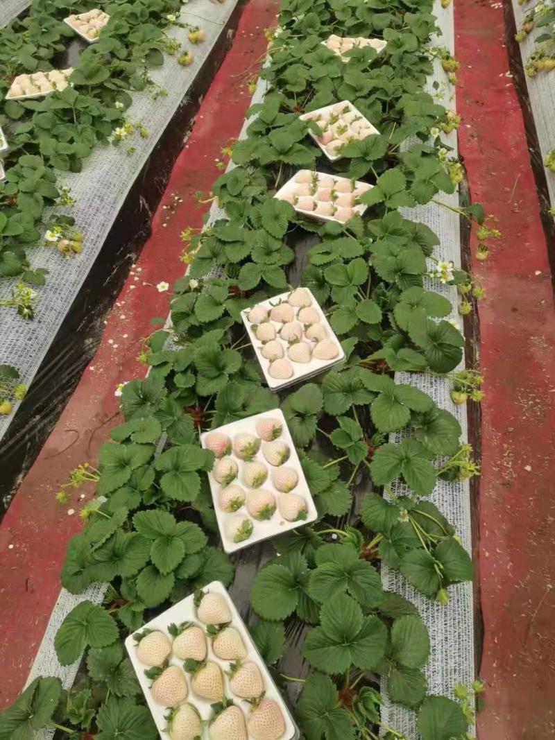 大叶红颜草莓苗种苗包品种包纯度隋珠香野草莓苗基地