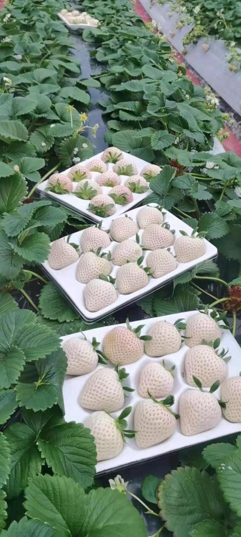 大叶红颜草莓苗种苗包品种包纯度隋珠香野草莓苗基地