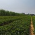 大叶红颜草莓苗种苗包品种包纯度隋珠香野草莓苗基地