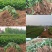 大叶红颜草莓苗种苗包品种包纯度隋珠香野草莓苗基地