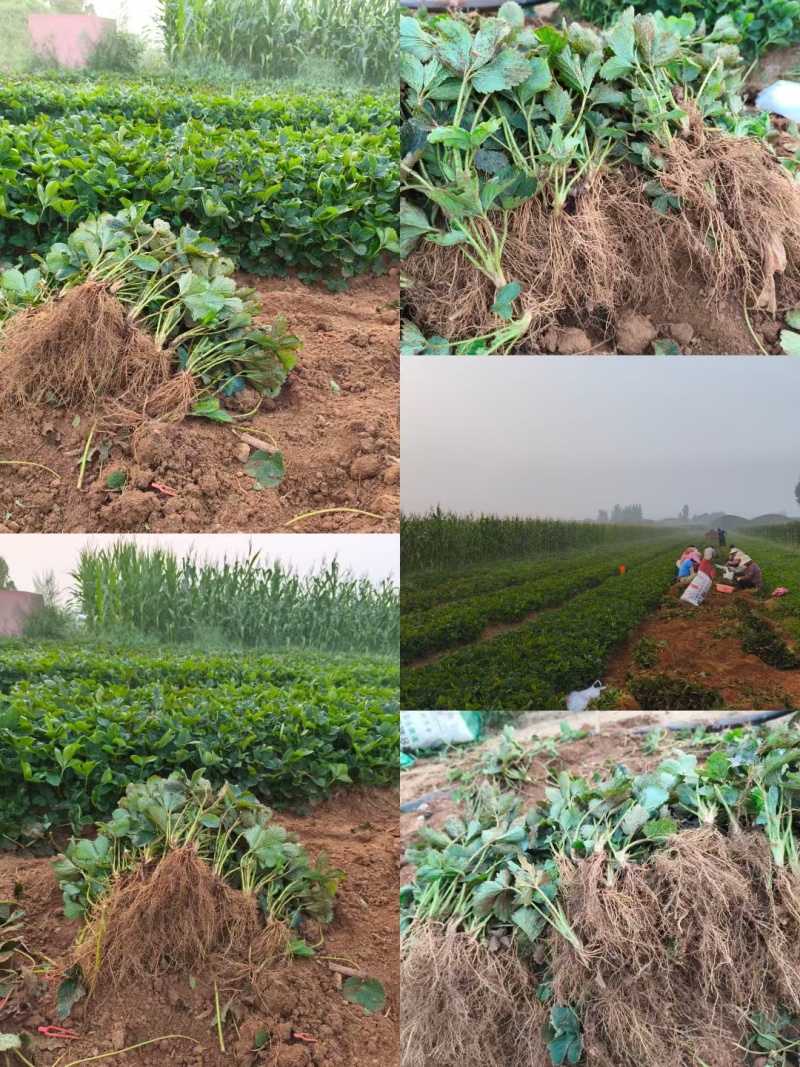 大叶红颜草莓苗种苗包品种包纯度隋珠香野草莓苗基地