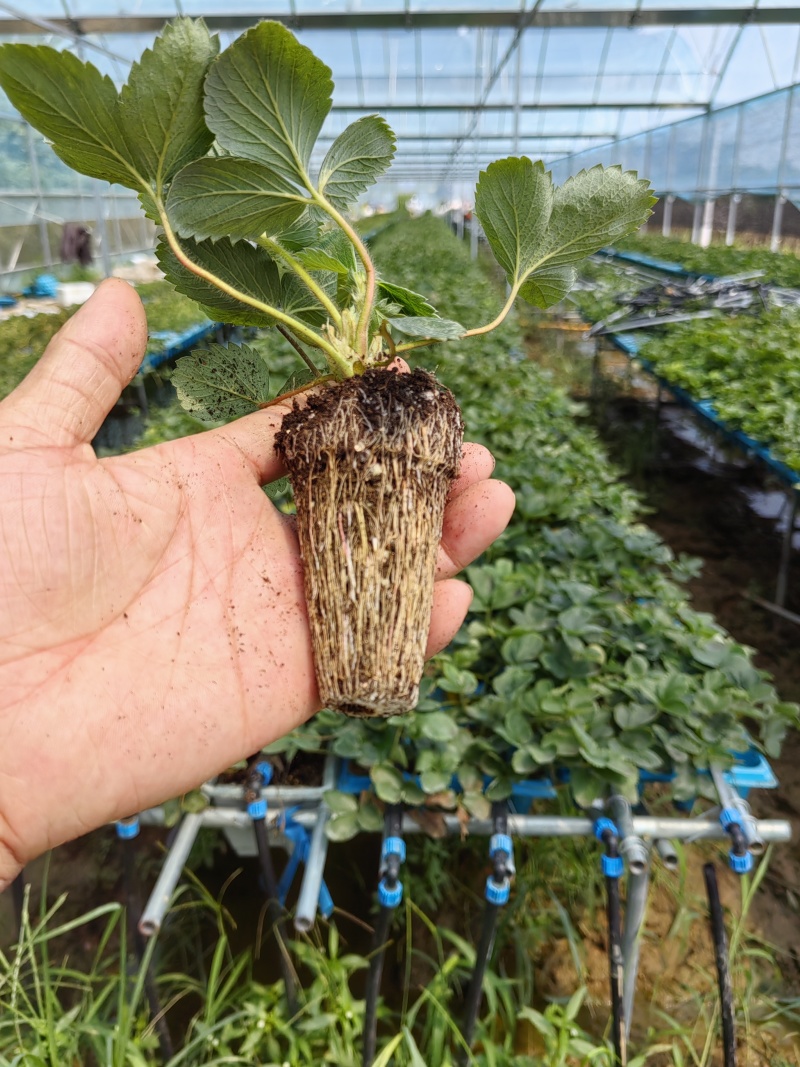 大叶红颜草莓苗种苗包品种包纯度隋珠香野草莓苗基地