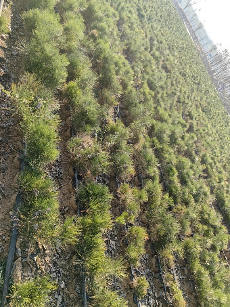 三河黑松矮霸生桩清园素材盆景坨坨桩造型黑松绿植6年老桩