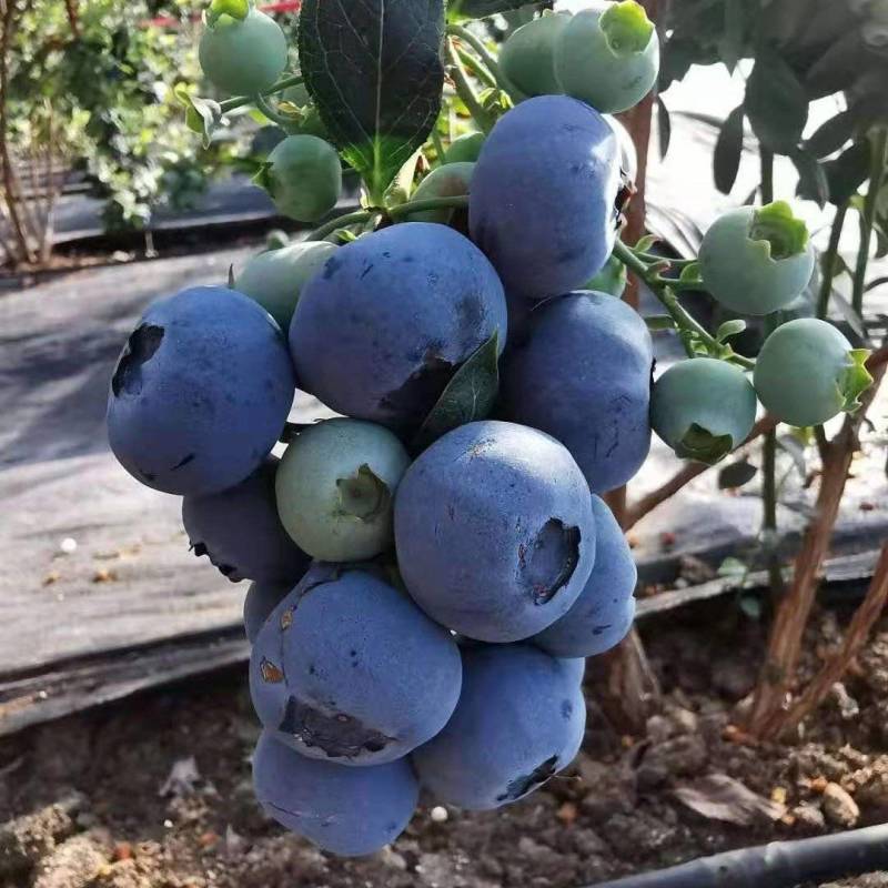 德雷珀蓝莓苗基地营养杯苗组培南高丛蓝莓小苗