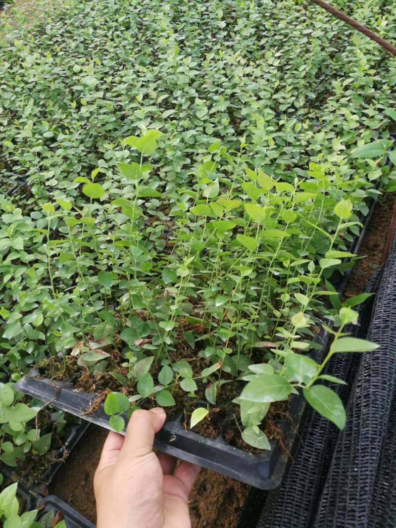 德雷珀蓝莓苗基地营养杯苗组培南高丛蓝莓小苗