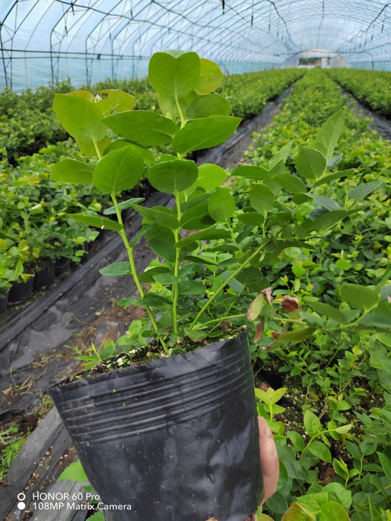德雷珀蓝莓苗基地营养杯苗组培南高丛蓝莓小苗