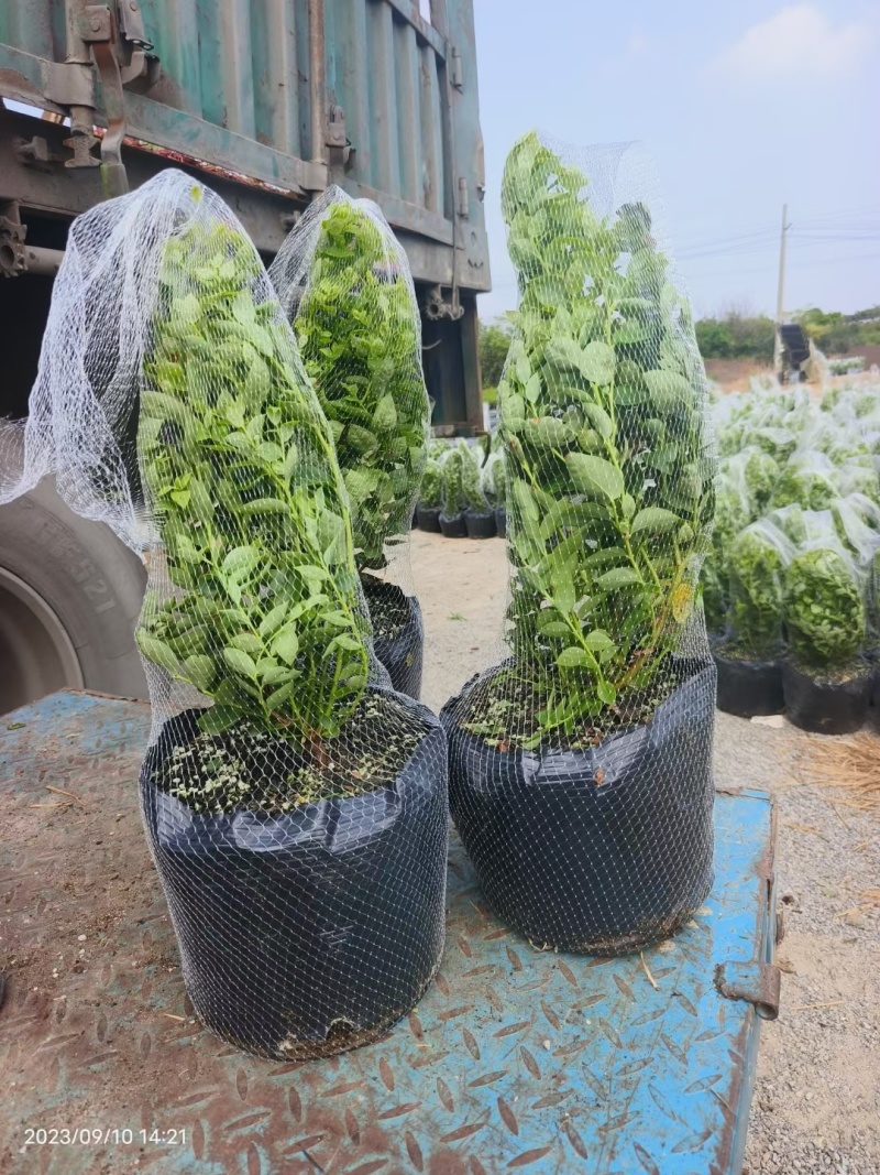 德雷珀蓝莓苗基地营养杯苗组培南高丛蓝莓小苗