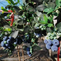 组培蓝莓树苗电商蓝莓苗包品种提供种植技术