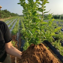 地栽蓝莓苗基地德雷珀蓝莓苗当年种植当年结果缓苗快