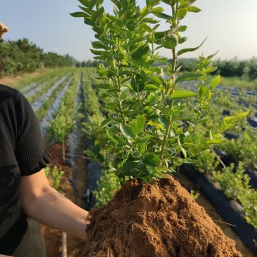 地栽蓝莓苗基地德雷珀蓝莓苗当年种植当年结果缓苗快