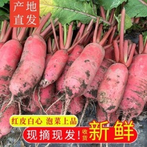 现拔现发红皮白心萝卜，可供电商一件代发，批发整车欢迎