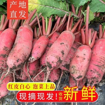 现拔现发红皮白心萝卜，可供电商一件代发，批发整车欢迎